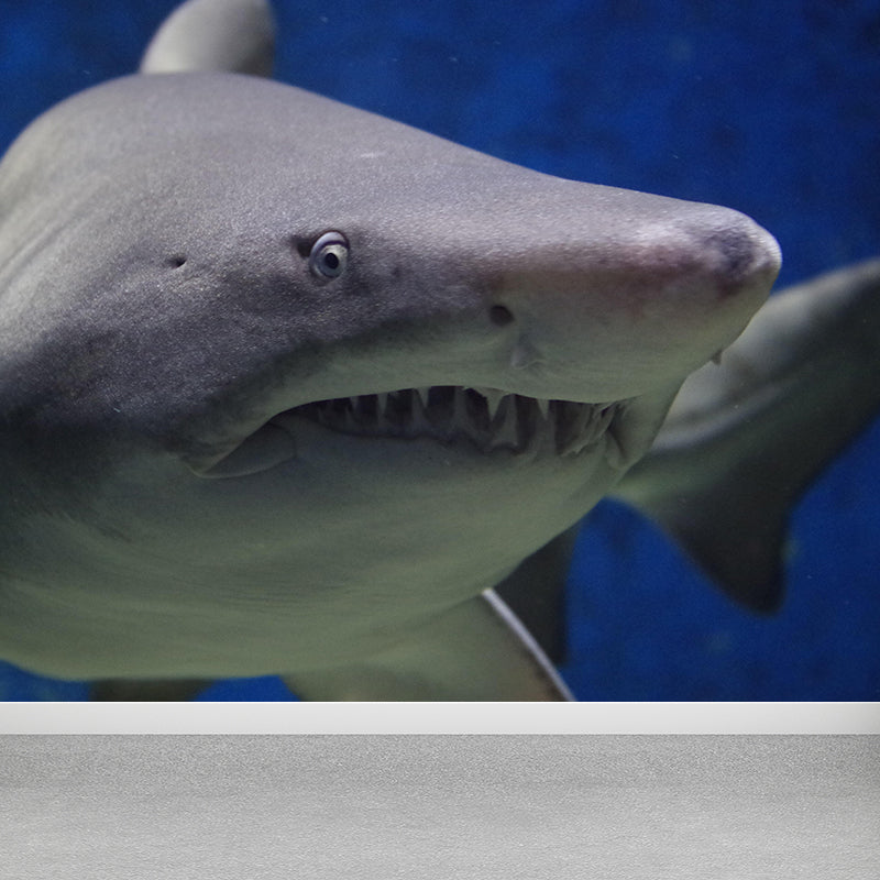 Photography Ferocious shark Mural Wallpaper Contemporary Wall Covering for Home Decoration