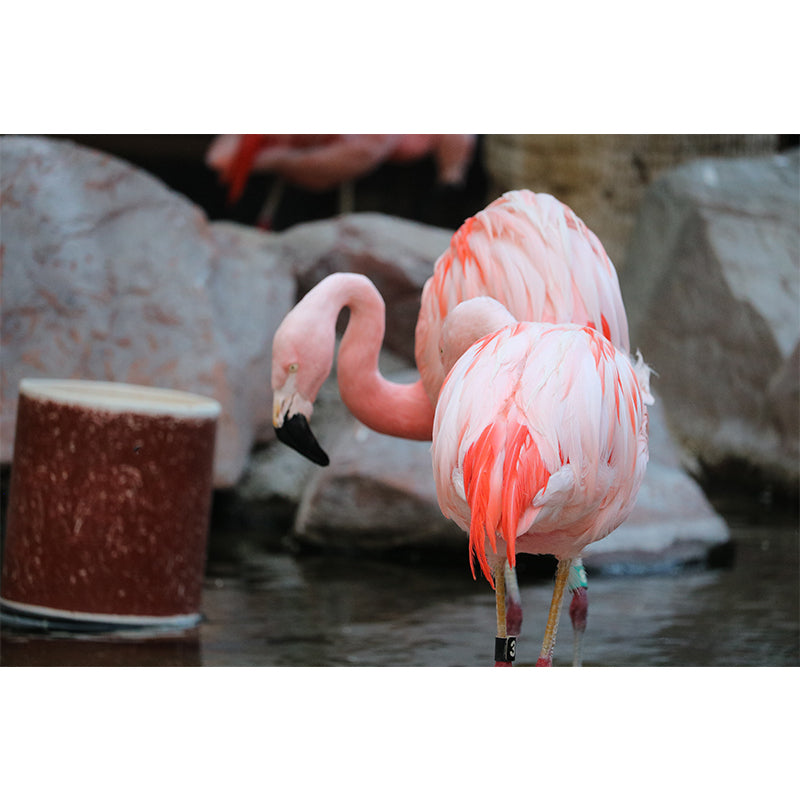 Tropical Flamingo Wall Decals for Bedroom Living Room Wall Decor, Waterproofing