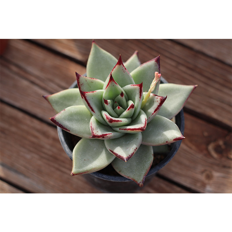 Nature Green Plants Wall Mural Personalized Size Coffee Shop Bathroom Decoration