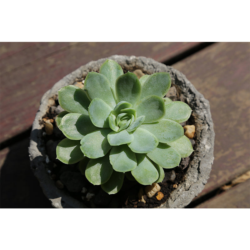 Vivid Plants Contemporary Wall Mural Moisture Resistant Decoration for Bedroom