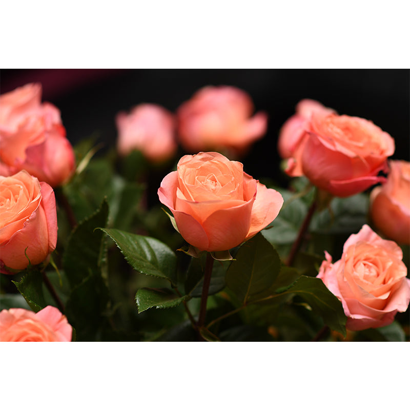 Elegant Rose Flower Photo Mural Wallpaper for Girl's Bedroom, Personalized Size