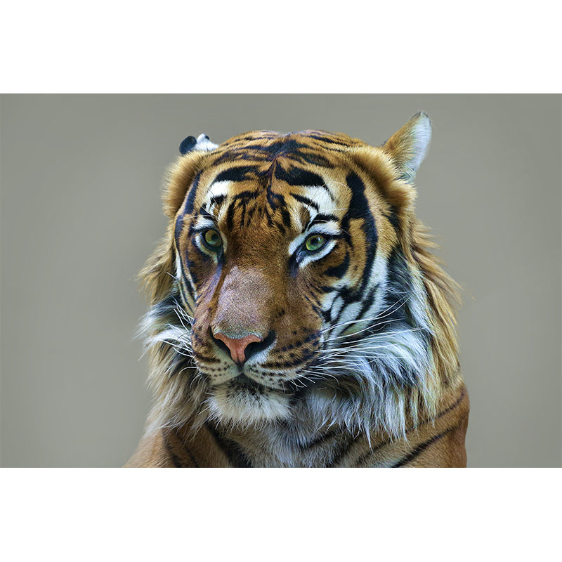 Cool Tiger Jungle Animal Mural Wallpaper Contemporary Wall Covering for Sitting Room