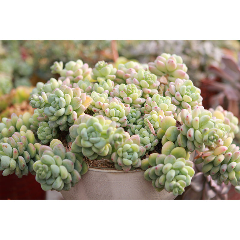 Vivid Green Plants Wall Decal Removable Wall Paper Murals Decoration for Bedroom