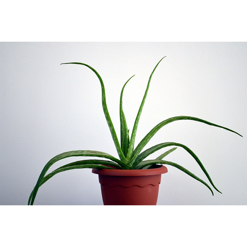 Green Plants Wall Mural Vinyl Wall Art Decor for Office Home Apartment