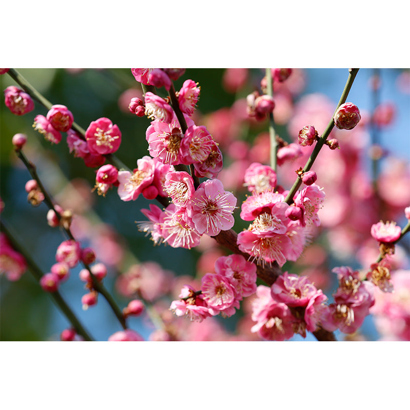 Flower Mural Wallpaper Decorative Wall Covering for Living Room, Made to Measure