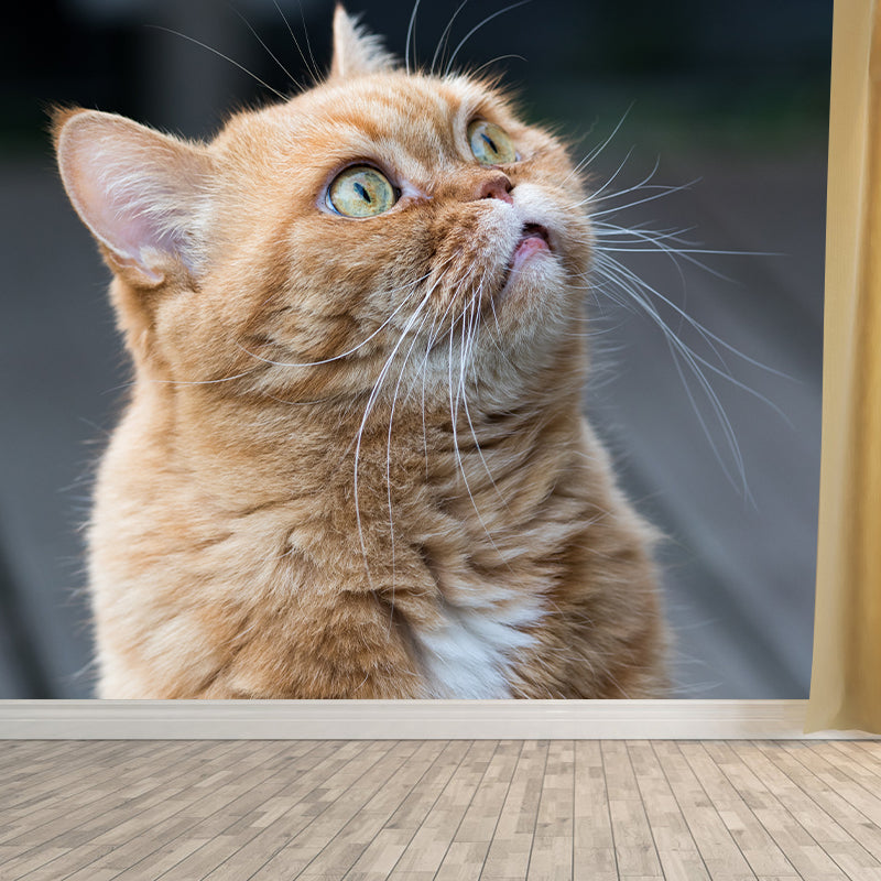 Super Cute Cat Wall Decals Water Resistant Bedroom Living Room Wall Decor Murals