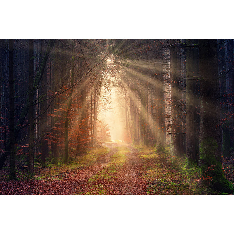 Photographic Forest Mural for Living Room Bedroom, Removable, Customized Size