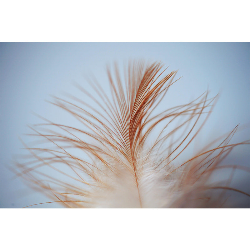 Photography Modern Pastel Feathers Mural Wallpaper with for Girls' Bedroom