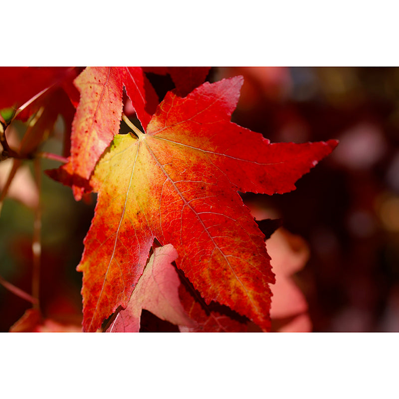 Autumn Leaves Wall Mural Waterproofing Wall Covering for Living Room Bedroom