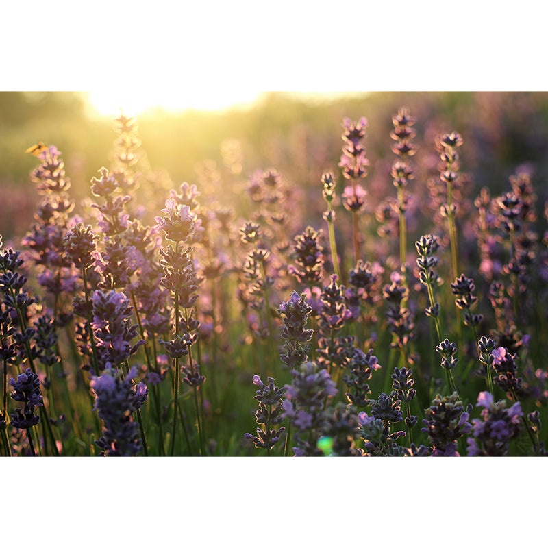 Purple Lavender Wall Decals Removable Mural Wallpaper Bedroom Decorative Art