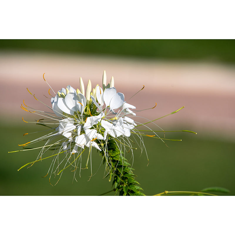 Flower Blossom Mural Wallpaper Modern Wall Covering for Sitting Room, Made to Measure