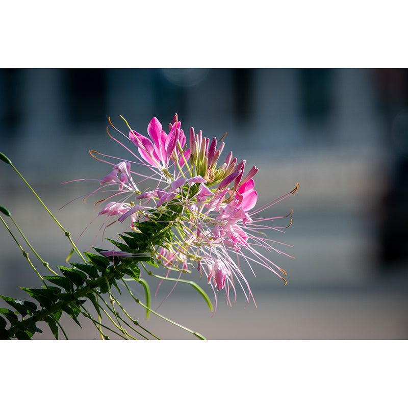 Flower Blossom Mural Wallpaper Modern Wall Covering for Sitting Room, Made to Measure