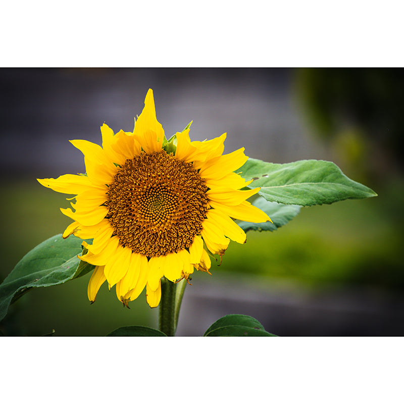 Colorful Flower Mural Wallpaper Waterproofing Wall Decor for Meeting Room