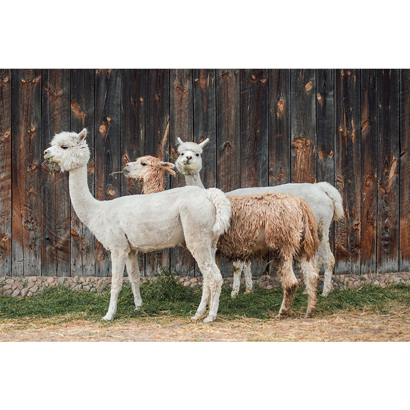 Lovely Alpaca Mural Wallpaper Contemporary Style Wall Covering for Living Room