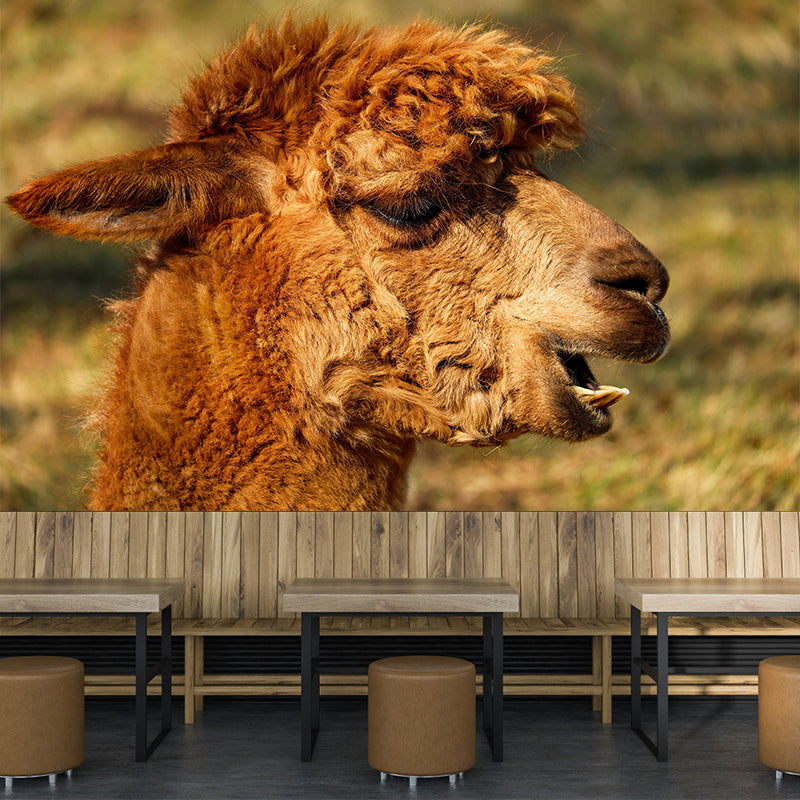 Alpaca Portrait Mural Wallpaper Contemporary Style Wall Covering for Living Room