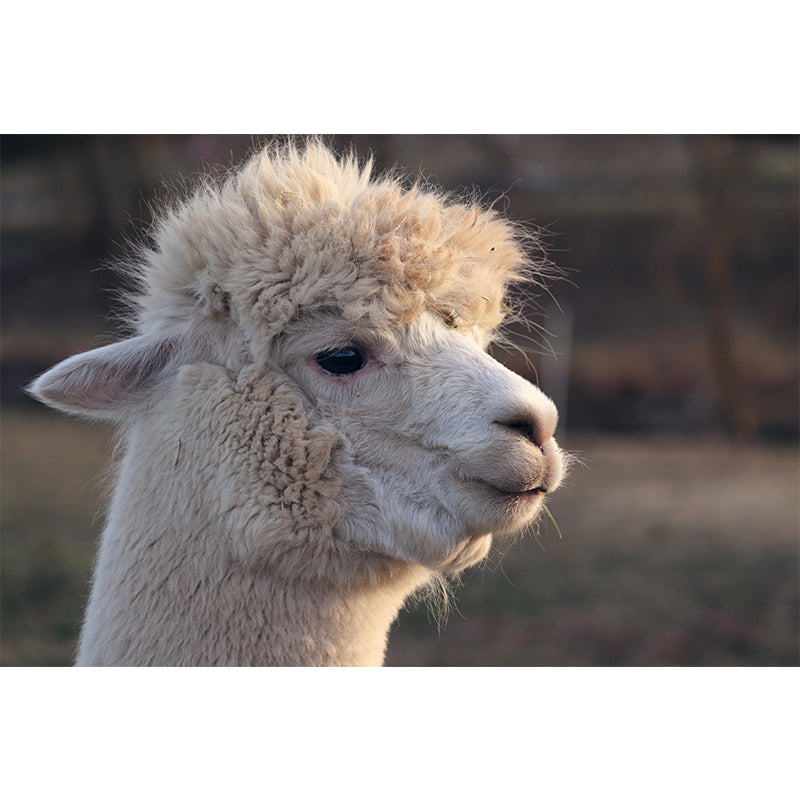 Alpaca Portrait Mural Wallpaper Contemporary Style Wall Covering for Living Room