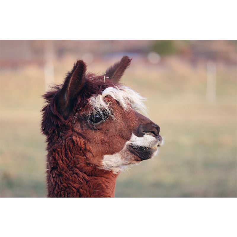 Alpaca Portrait Mural Wallpaper Contemporary Style Wall Covering for Living Room