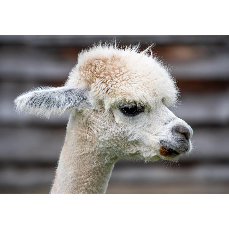 Alpaca Portrait Mural Wallpaper Contemporary Style Wall Covering for Living Room