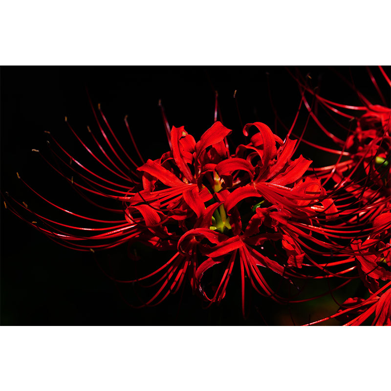 Beautiful Higan-Flower Wall Covering for Living Room Contemporary Moisture-Resistant Mural