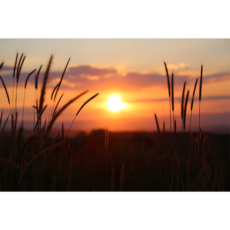 Beautiful Sky Sunset View Wall Mural Decal for Sitting Room, Made to Measure