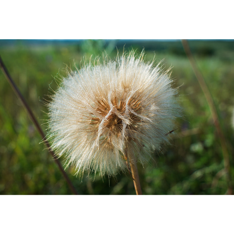 Modernism White Plant Mural Wallpaper Water Resistant, Made to Measure