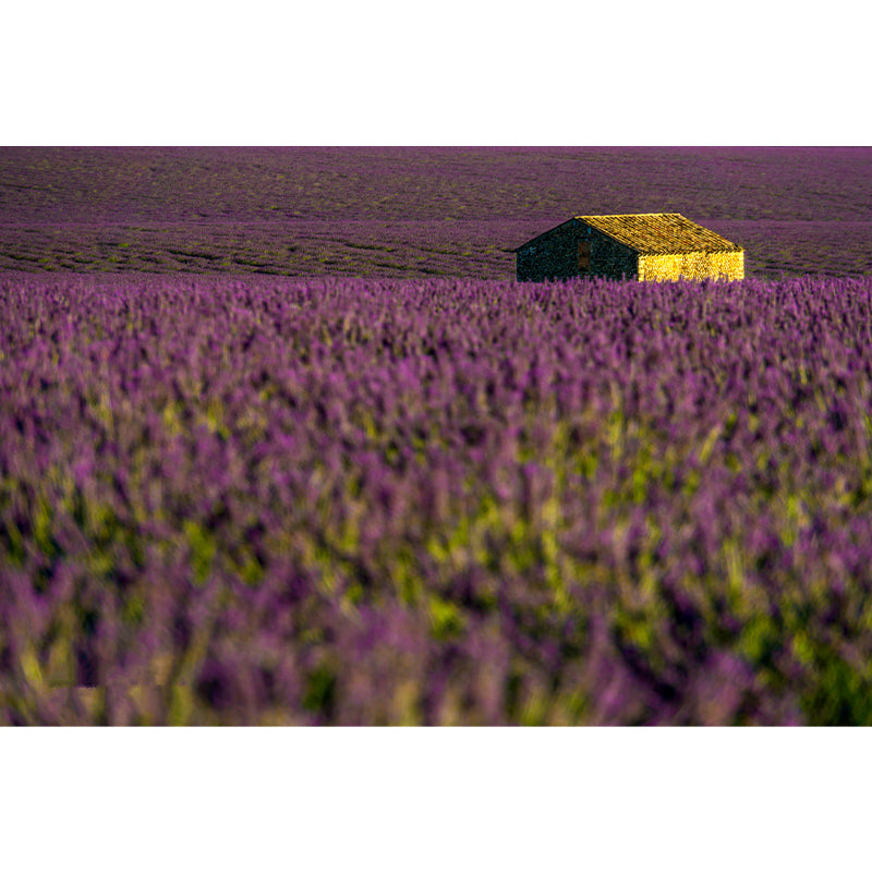 Purple Lavender Mural Wallpaper Modernism Wall Art for Home, Made to Measure