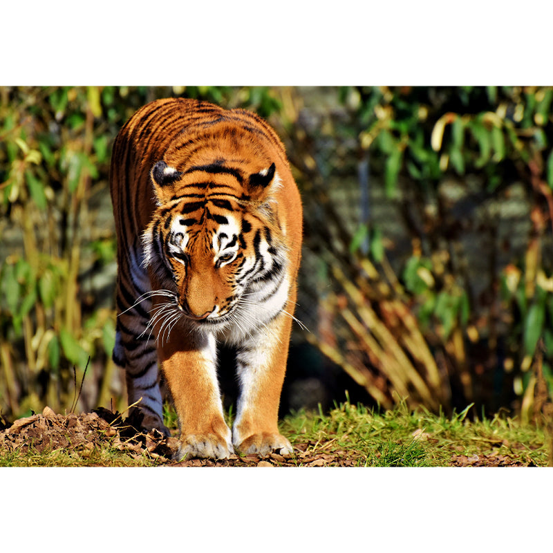 Cool Tiger Wall Paper Murals Waterproof Sitting Room Wall Decor, Custom Size Available