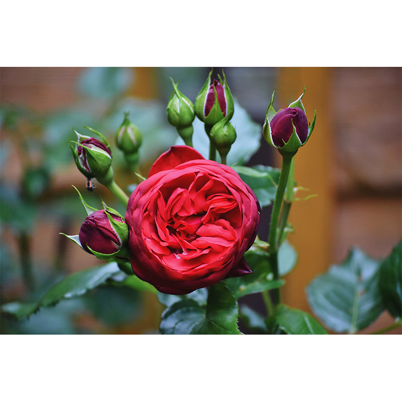 Elegant Rose Mural Wallpaper Custom-Made Wall Covering for Sleepiing Room