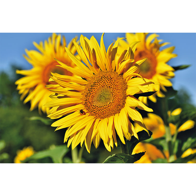 Yellow Sunflower Scenery Mural Wallpaper for Meeting Room Decoration, Washable