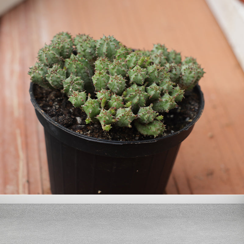 Green Plant Mural Wallpaper for Study Room Bedroom Home Decor, Personalized Size Available