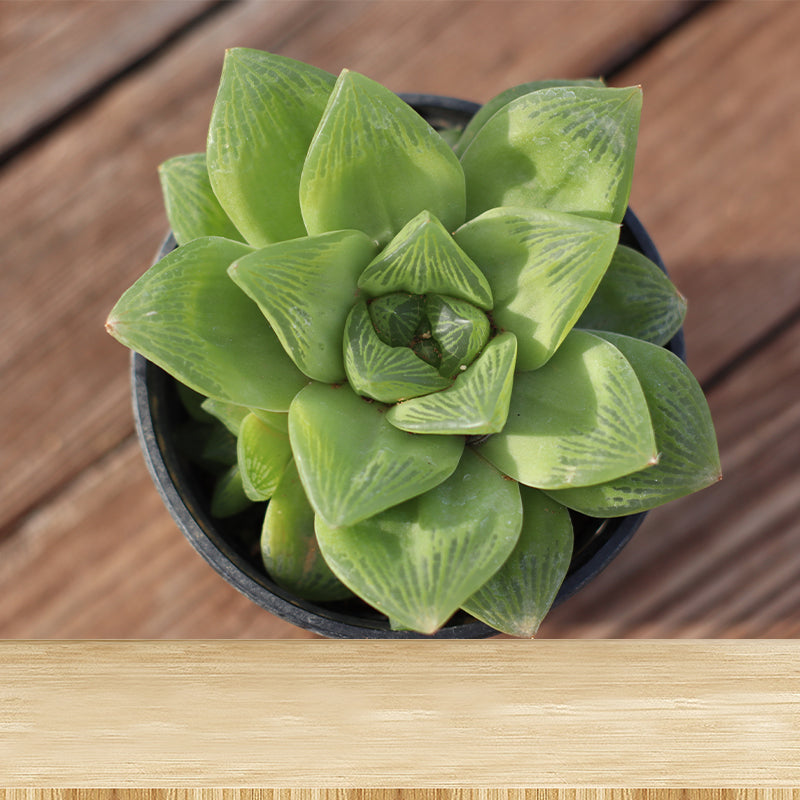 Green Plant Mural Wallpaper for Study Room Bedroom Home Decor, Personalized Size Available