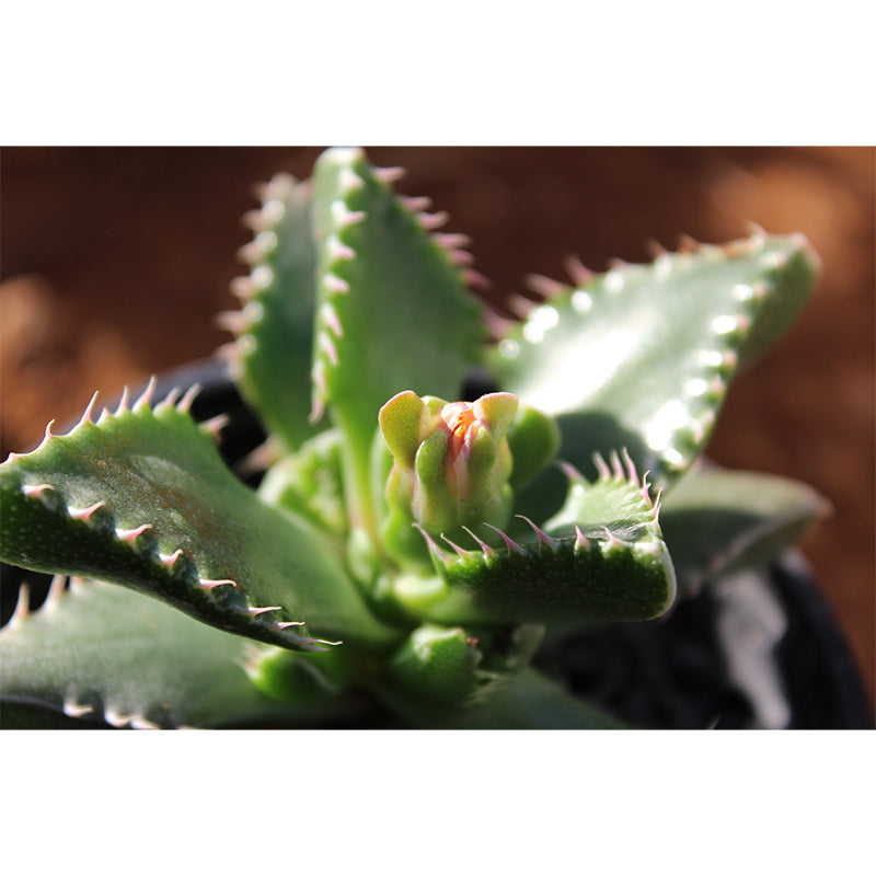 Green Plant Mural Wallpaper for Study Room Bedroom Home Decor, Personalized Size Available