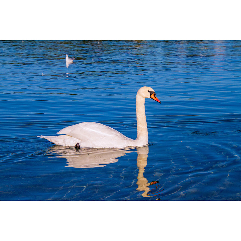 White Goose Animal Mural Full Size Wall Covering for Home Decoration, Made to Measure