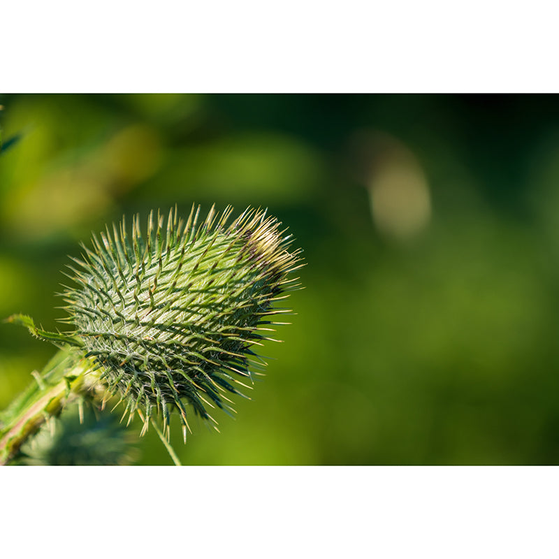 Various Plants Wall Decor Personalized Size Mural for Sititng Room, Waterproofing