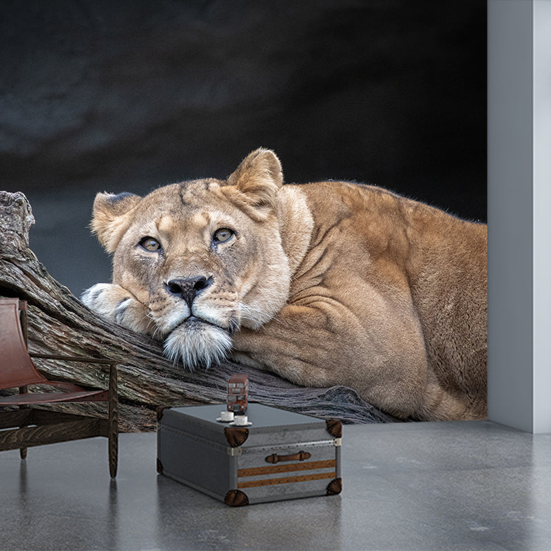 Lifelike Lion Wall Mural Decal for Sitting Room Stain Resistant, Custom Size Available