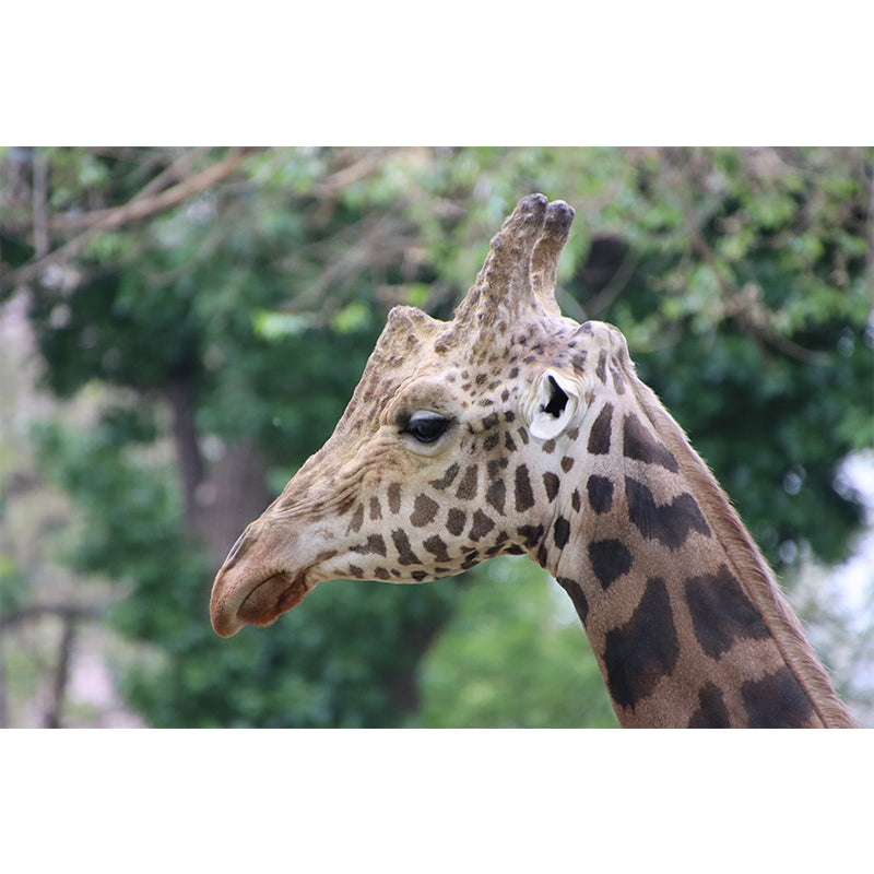 Giraffe Animal Removable Wall Decals Waterproofing Mural Wallpaper for Sitting Room