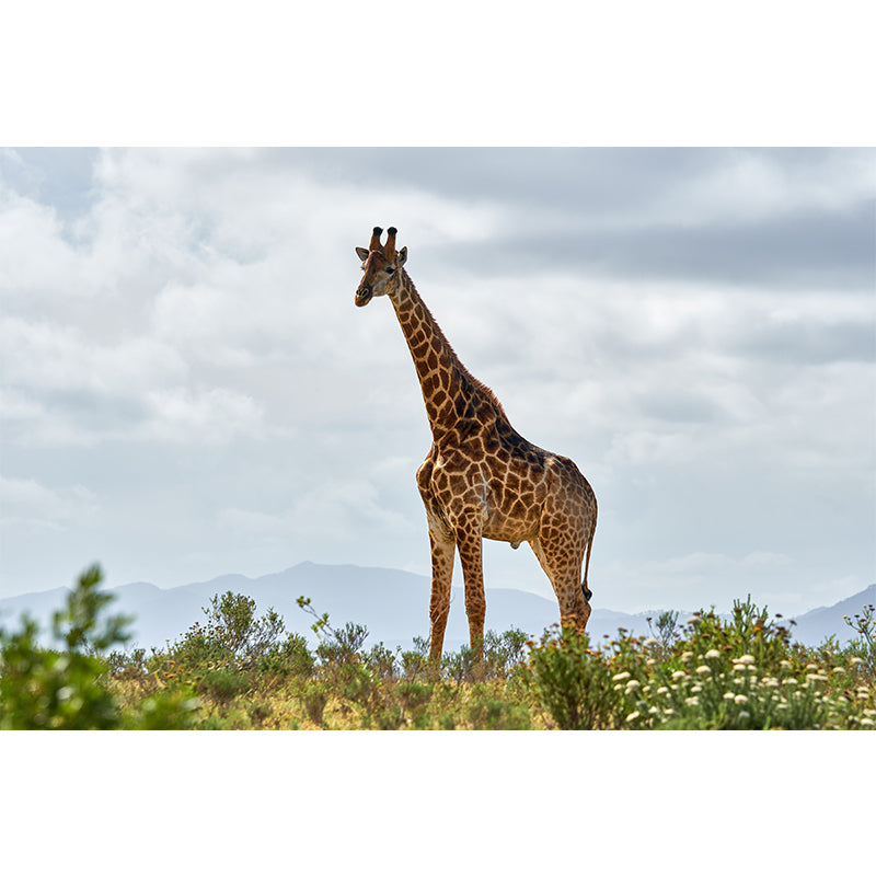 Giraffe Custom Photography Wall Murals Moisture Resistant, Made to Measure