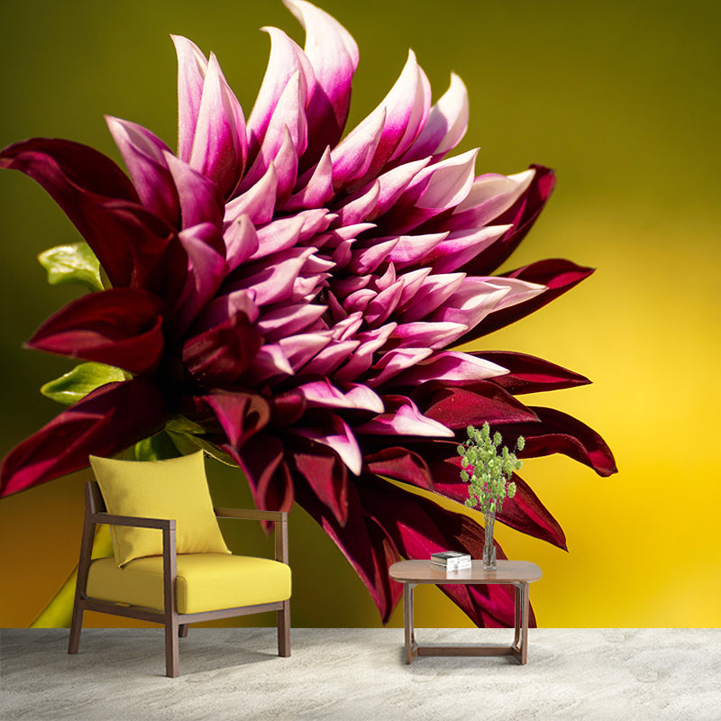 Dahlia Blooming Flower Mural for House Interior, Soft Color, Custom Size Available
