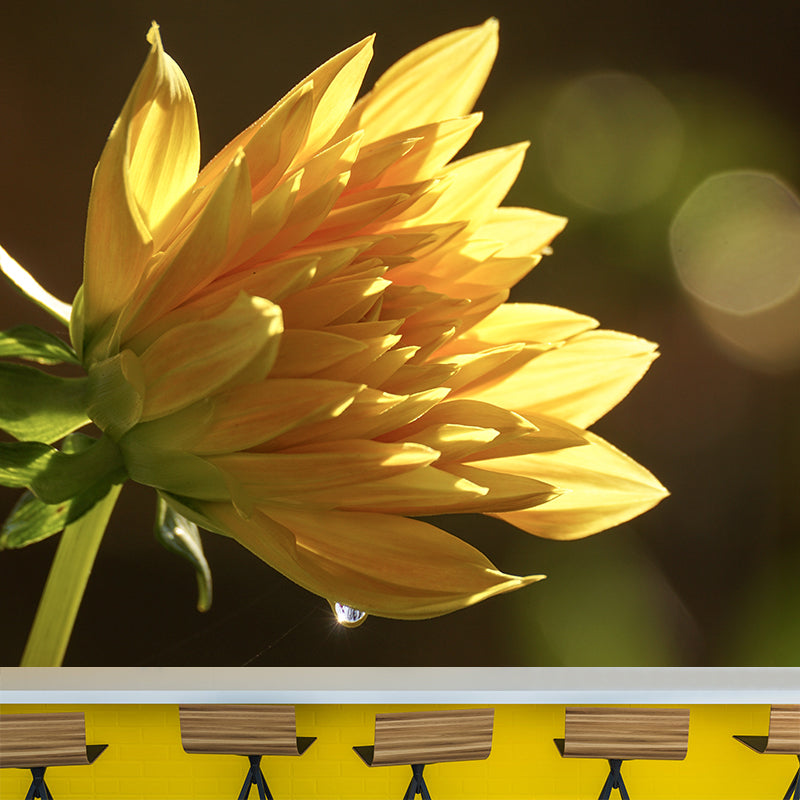 Dahlia Blooming Flower Mural for House Interior, Soft Color, Custom Size Available