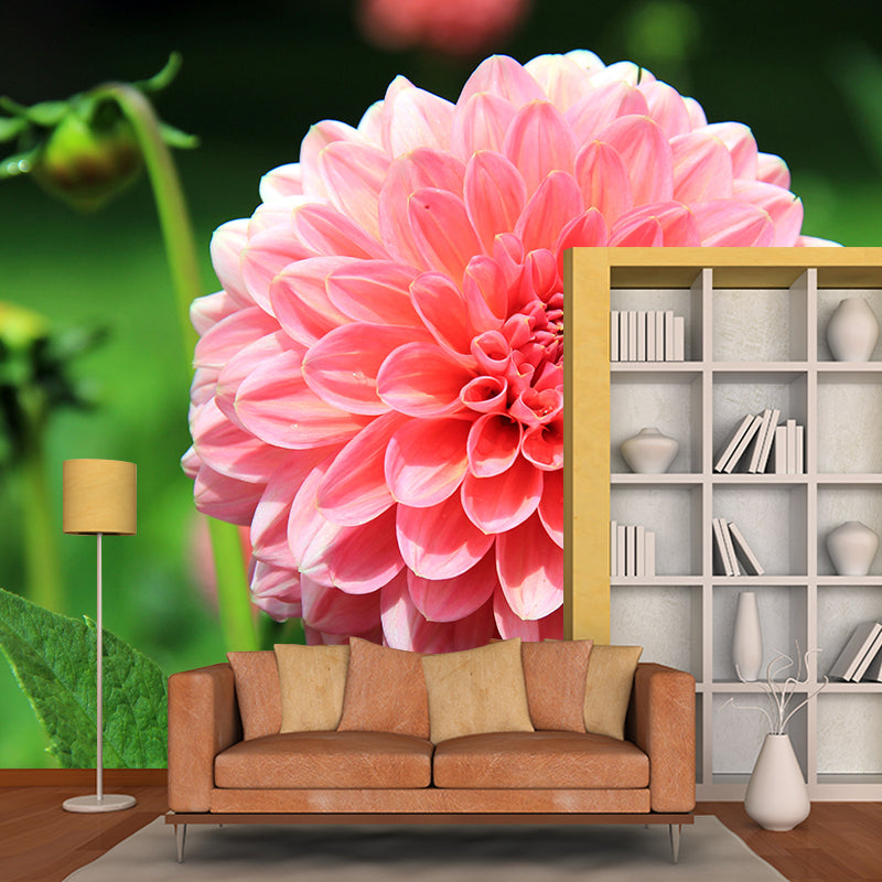 Dahlia Blooming Flower Mural for House Interior, Soft Color, Custom Size Available