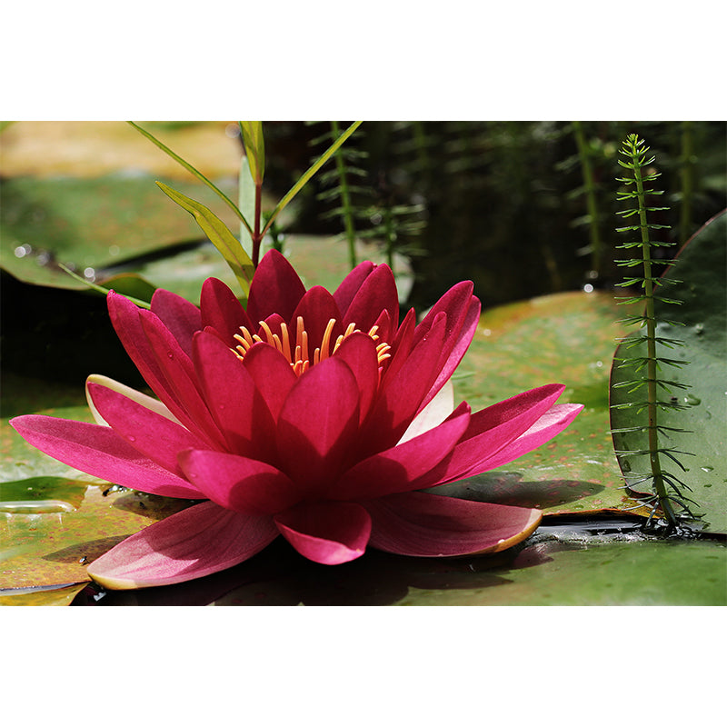 Beautiful Flower Wallpaper Mural Red and Pink Wall Decor for Bedroom, Waterproofing