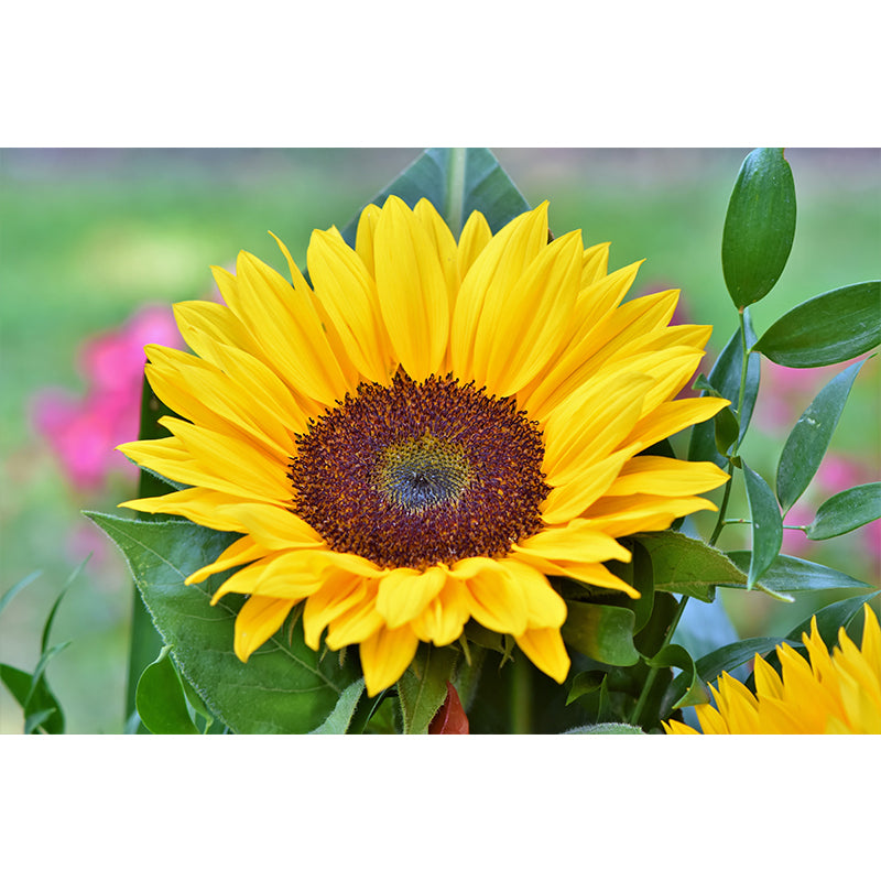 Alive Sunflower Mural Decal in Yellow Moisture Resistant, Custom Size Available