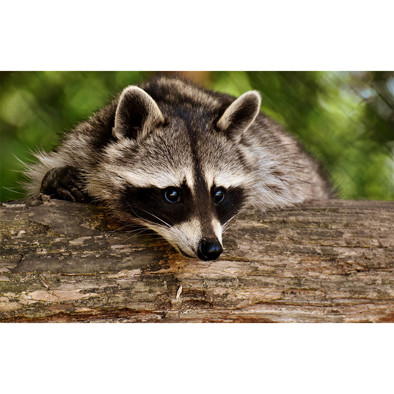 Raccoon Mural Wallpaper Contemporary Style Wall Covering for Living Room