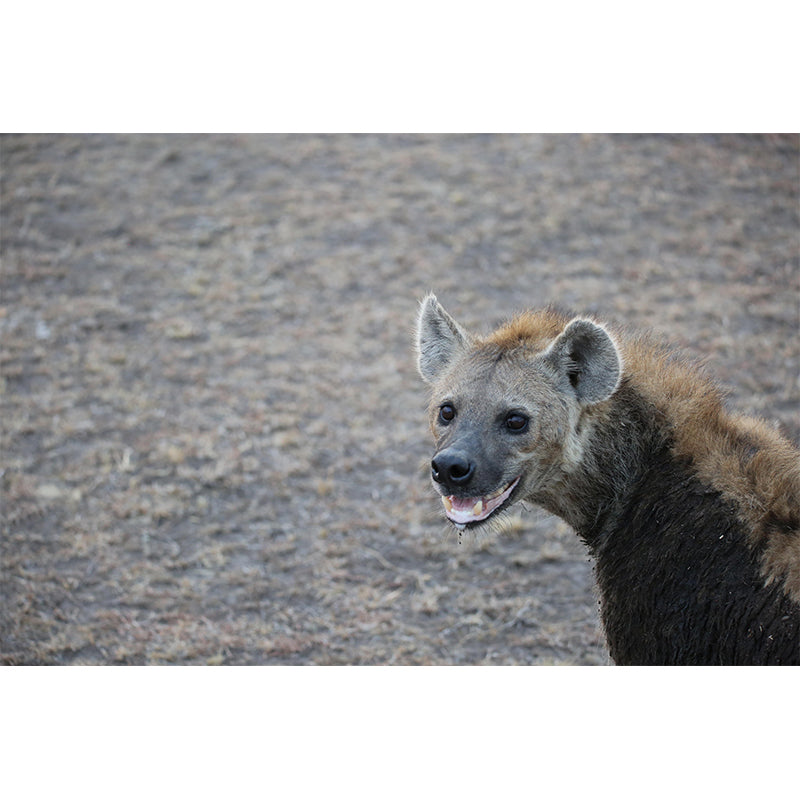 Contemporary Style Hyena Mural Eco-friendly Wallpaper Wall Covering for Sitting Room