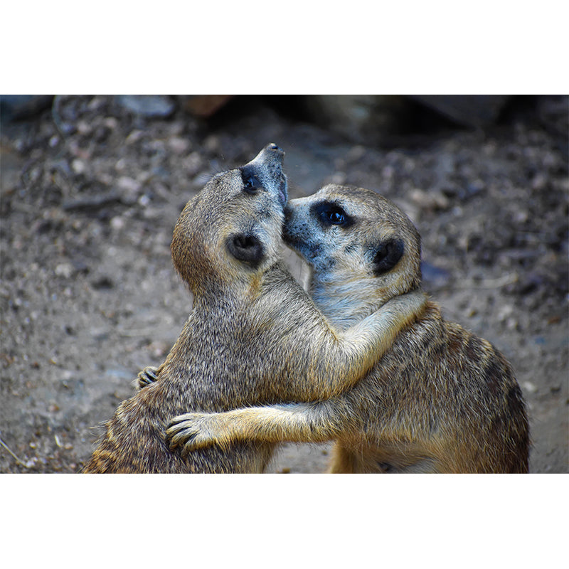 Contemporary Style Meerkat Mural Eco-friendly Wallpaper Wall Covering for Sitting Room