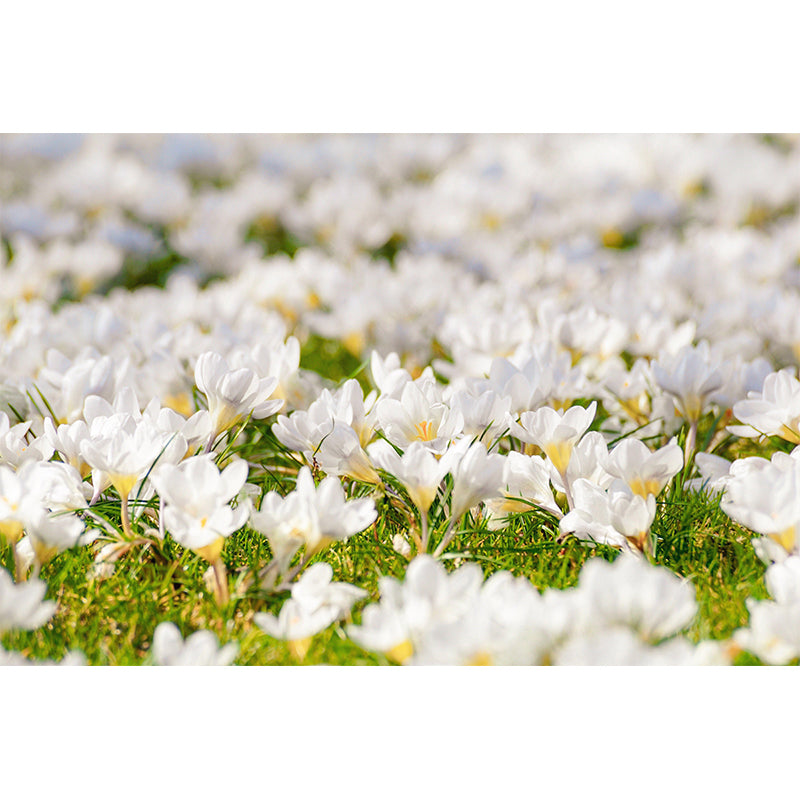 Crocus Flower Blossing Mural Wallpaper Modern Wall Covering for Living Room