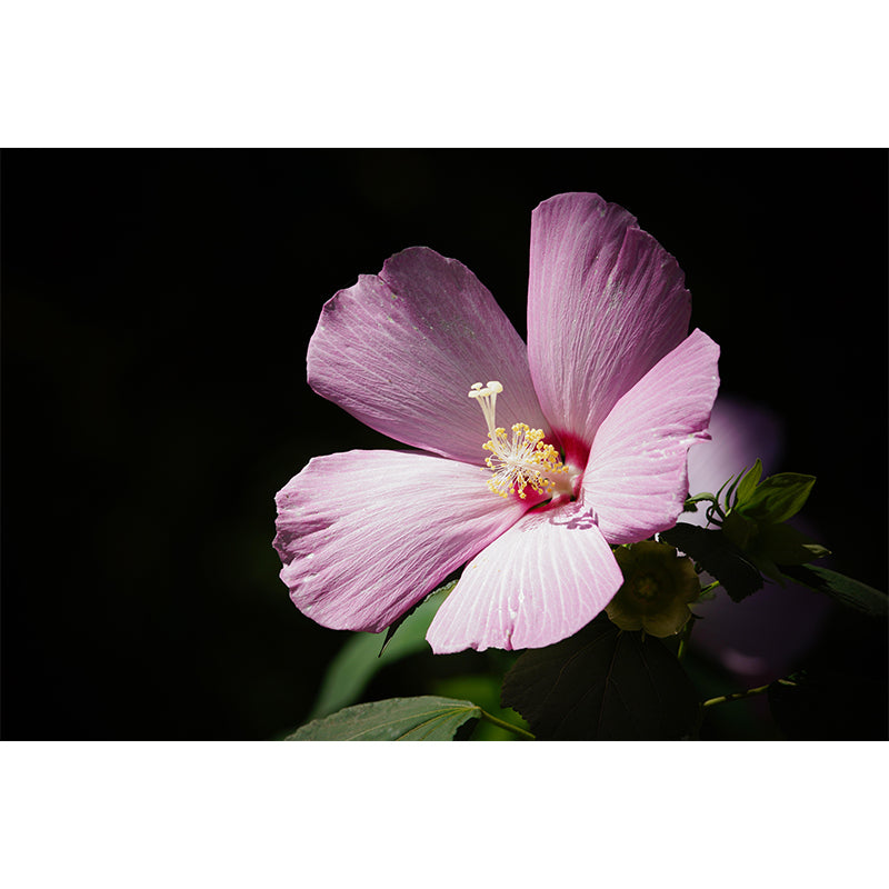 Photography Style Hibiscu Blossing Mural Wallpaper Modern Wall Covering for Living Room