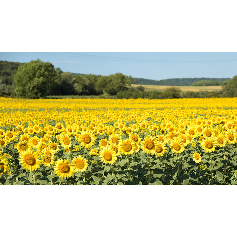 Photography Style Sunflower Blossing Mural Wallpaper Modern Wall Covering for Living Room