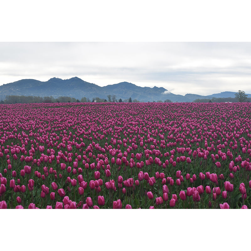 Contemporary Tulip Home Mural Mildew Resistant Wall Decor for Dining Room