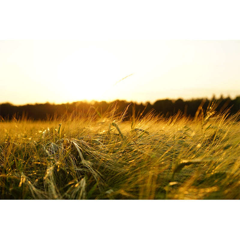 Modern Barley View Mural Wallpaper Light Color Wall Covering for Dining Room